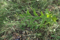 Blepharispermum subsessile